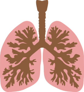 windpipe, airway, lungs-149762.jpg