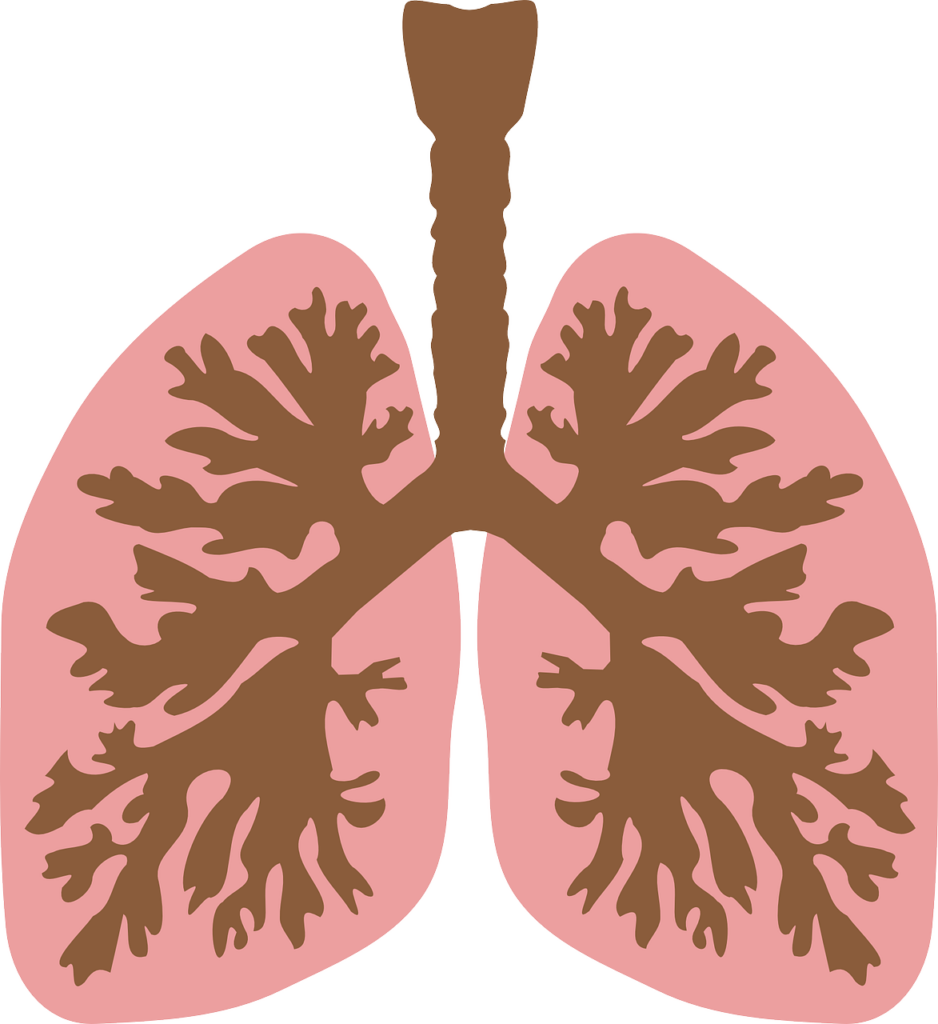 windpipe, airway, lungs-149762.jpg
