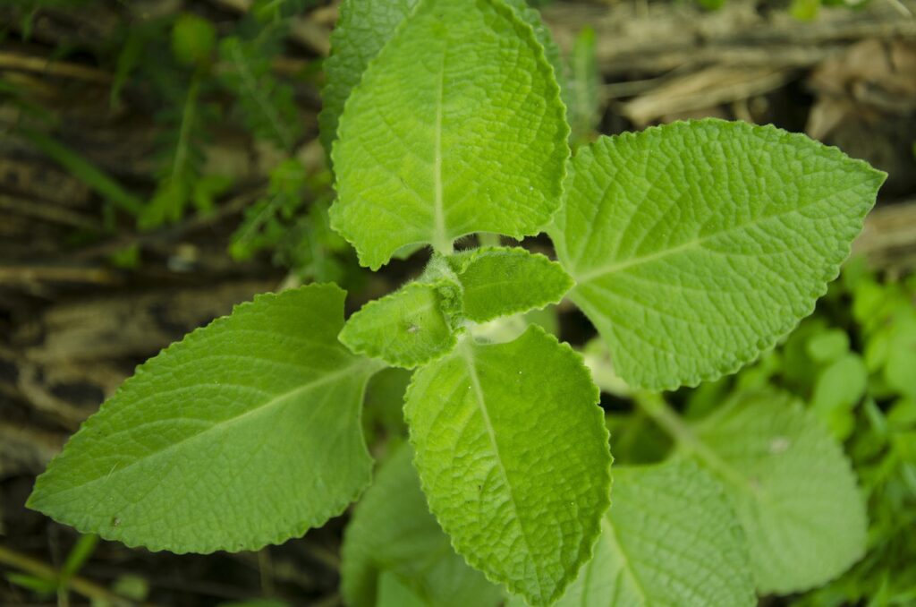 oregano, leaves, green-4338622.jpg