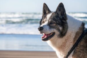 dog, beach, water-8445917.jpg