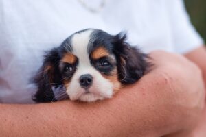 dog, puppy, cavalier king charles spaniel-8232158.jpg